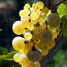 Vite Felicia 2L - Una varietà