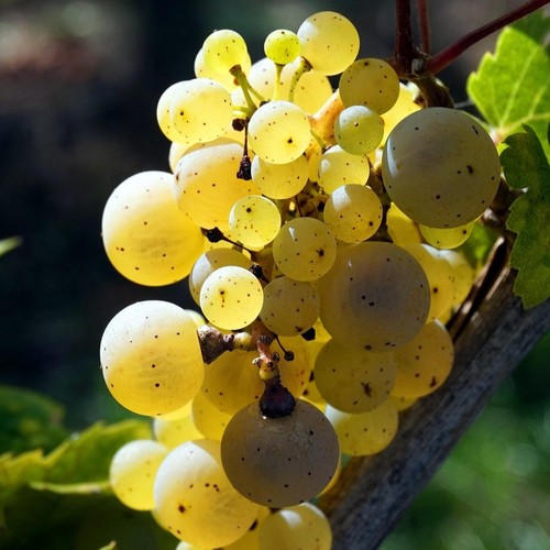 Vite felicia una varietà - vite, 2l