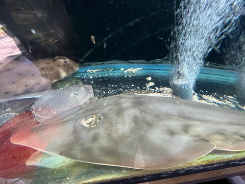 Shovelnose ray - shovelnose,