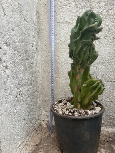 Cactus cereus peruviano - cereus,