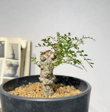 Operculicarya pachypus WYSIWYG