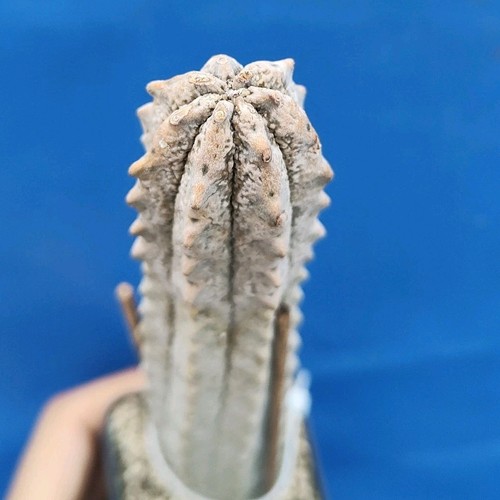 Euphorbia abdelcuri - , (socotra)