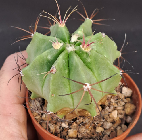 Ferocactus haematacanthus