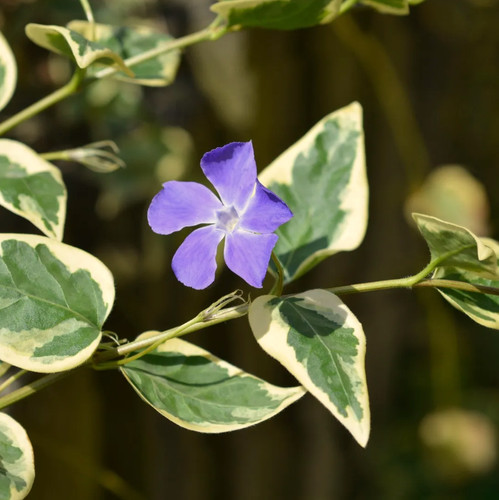 Pervinca vinca major - pervinca, "vinca