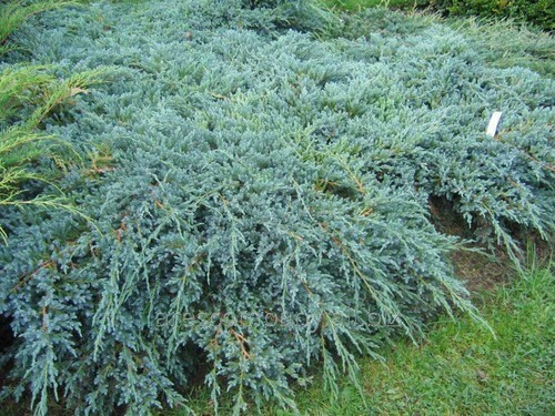 Ginepro cinese juniperus - ginepro, "juniperus