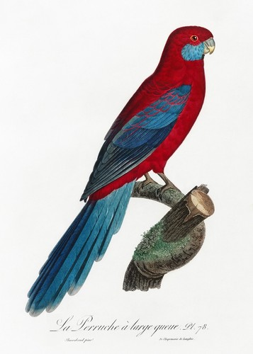 Piatto crimson rosella - piatto,