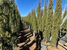 Sunny Tree - Totem di cipresso