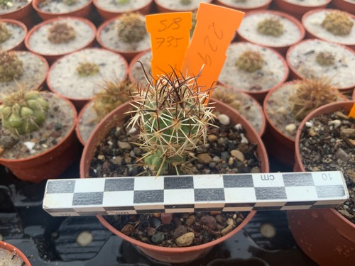 229 sclerocactus whipplei var - whipplei,