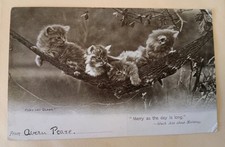 Vintage Cat Postcard