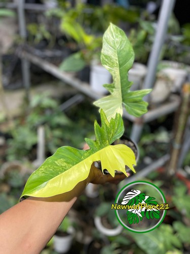 Philodendron florida beauty - florida, x