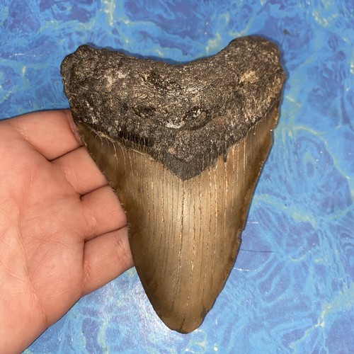 Megalodonte dente squalo - megalodonte,
