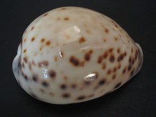 Incredibile modello cypraea - incredibile, modello...cypraea
