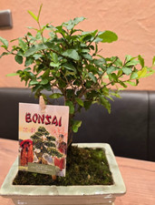 Bonsai - Ligustrum Sinensis -