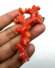 Rami di corallo rosso