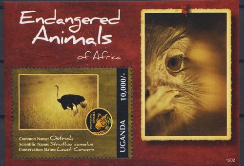 Uganda 2012 struzzo uccelli - 2012,