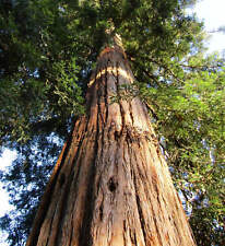 Sequoiadendron sempervirens -
