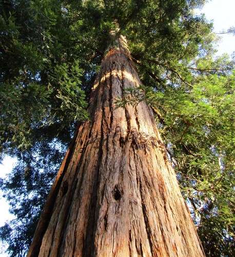Sequoiadendron sempervirens - ,