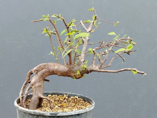 Bonsai olmo campestre 30x10cm - olmo,