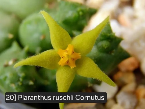 Talea radicata piaranthus - talea,
