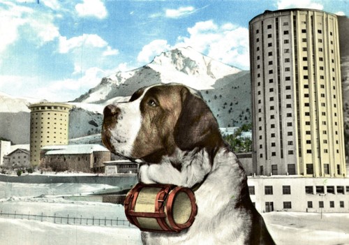 Sestriere torino cane san - torino,