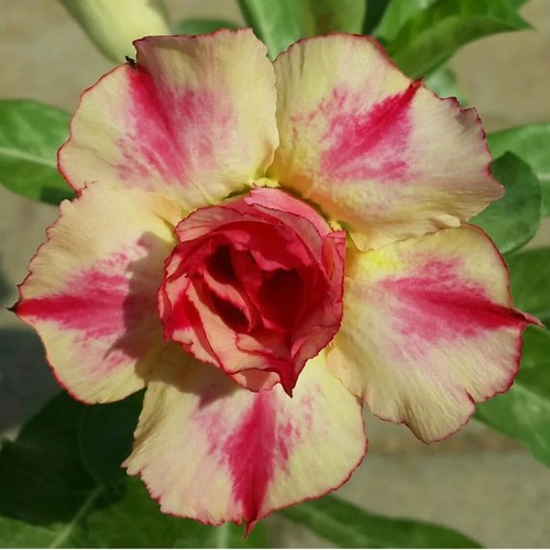 Adenium obesum aura rosa - -,