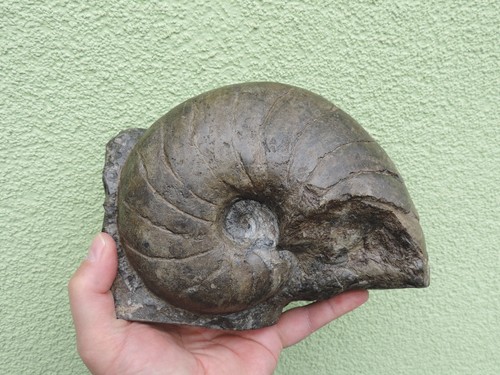 Großer nautilus aus hechingen - großer,