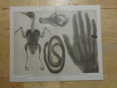 Orig lithographie - orig.(1893),