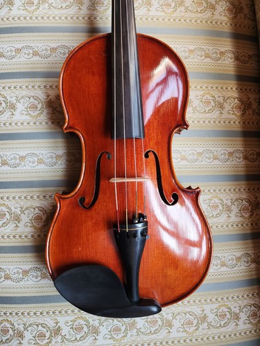 Bellissima viola 5 cm - bellissima, viola,