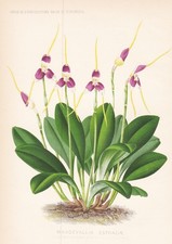 Masdevallia Estradae South America Fiore Botanica Stampa Litho Burvenich