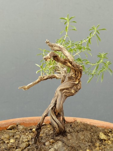Bonsai timo - bonsai,