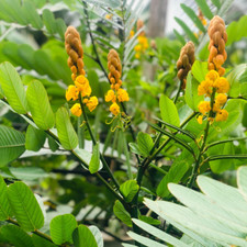 Foglie di Cassia Alata bio