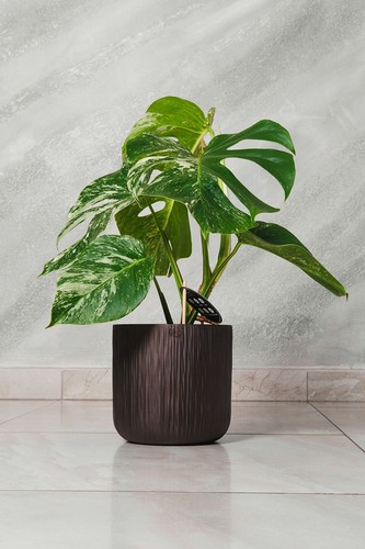 Monstera deliciosa albo - monstera,