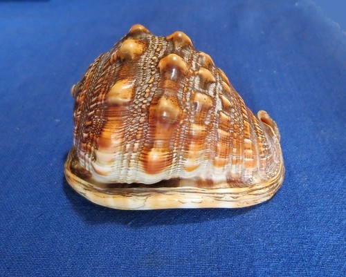Antica conchiglia - , da