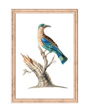 Vintage Indian Roller Bird