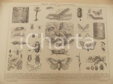 1900 ca LEXICON VALLARDI