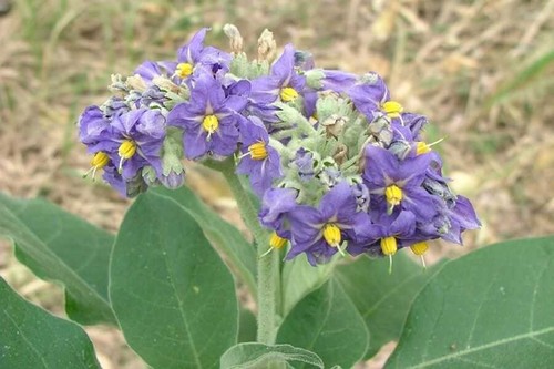 Solanum mauritianum seeds - mauritianum, seeds/