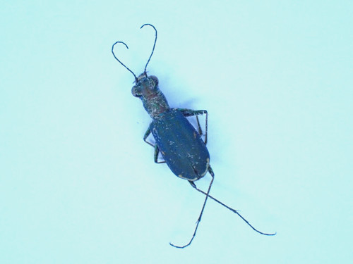 Carabidae cicindela sp - carabidae,,