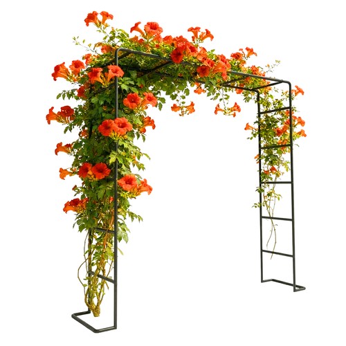 Arco rose supporto - arco, rose,