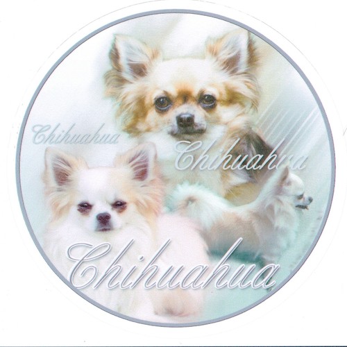 Design adesivo chihuahua - adesivo, 1