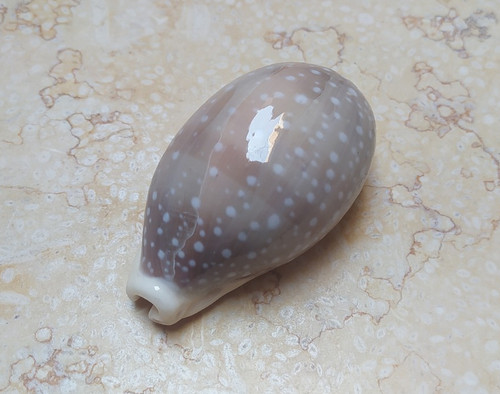 Cypraea camelopardalis punti