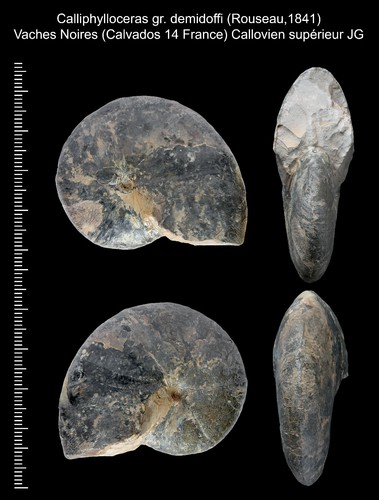 Rare belle ammonite fossile - rare,