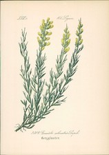 Chromolithographie 