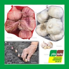AGLIO DA SEMINA SEME SPAGNOLO ROSSO BIANCO 550GR TESTE DI AGLIO AGLI SEMI BULBI