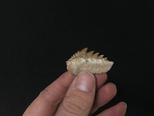 Dente Squalo Mucca Hexanchus