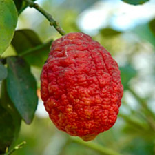 Citrus limon cv ETNA (extra