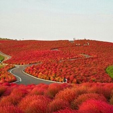 KOCHIA SCOPARIA ROSSO TRICOFILLA "FALSO CIPRESSO" 200 SEMI