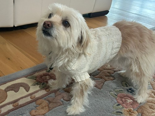 Cappotto per cani fatto - , a
