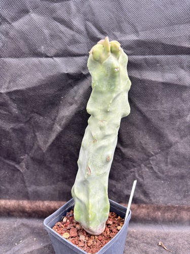 Lophocereus schottii - lophocereus, f