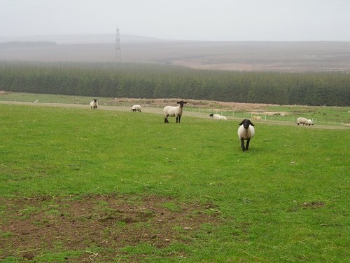 Photo 6x4 sheep dere - photo,