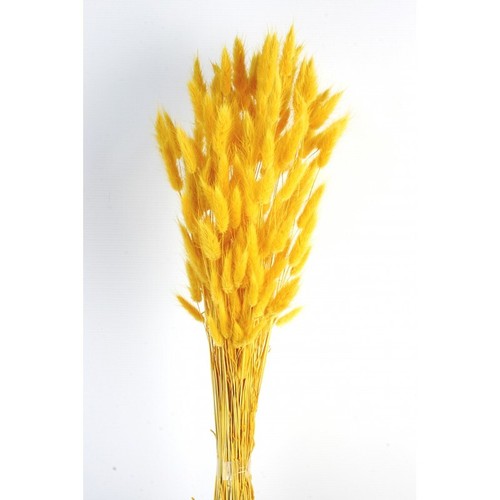 Lagurus essiccato coda - lagurus,